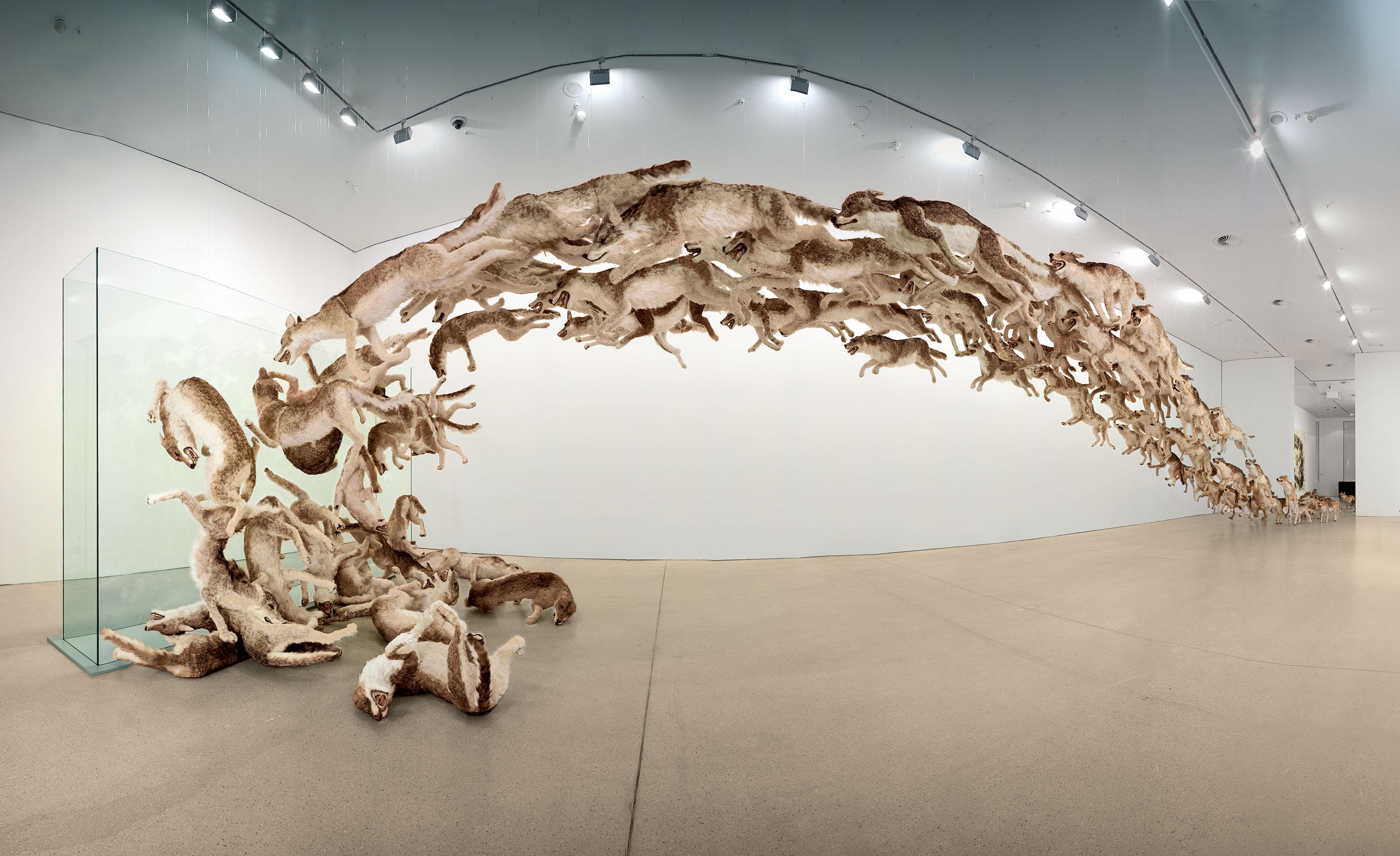 99 lifelike sculptures of wolves running and hitting a glass wall in a gallery space