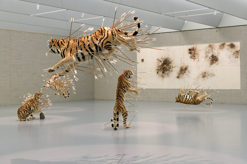 9 lifelike sculptures of tigers riddled with arrows in a gallery space