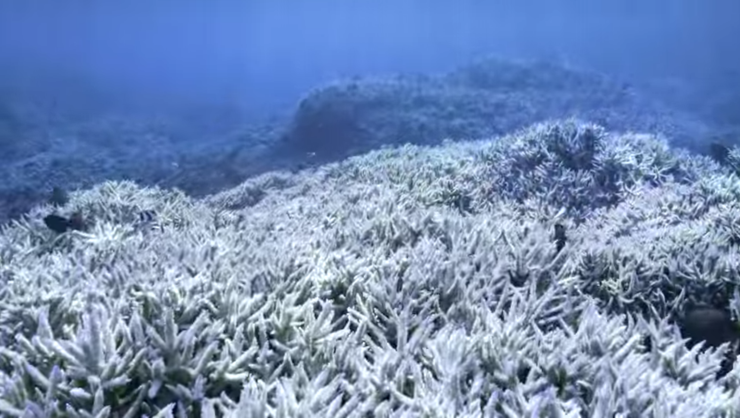field of bleached coral off the coast of the American Samoa.