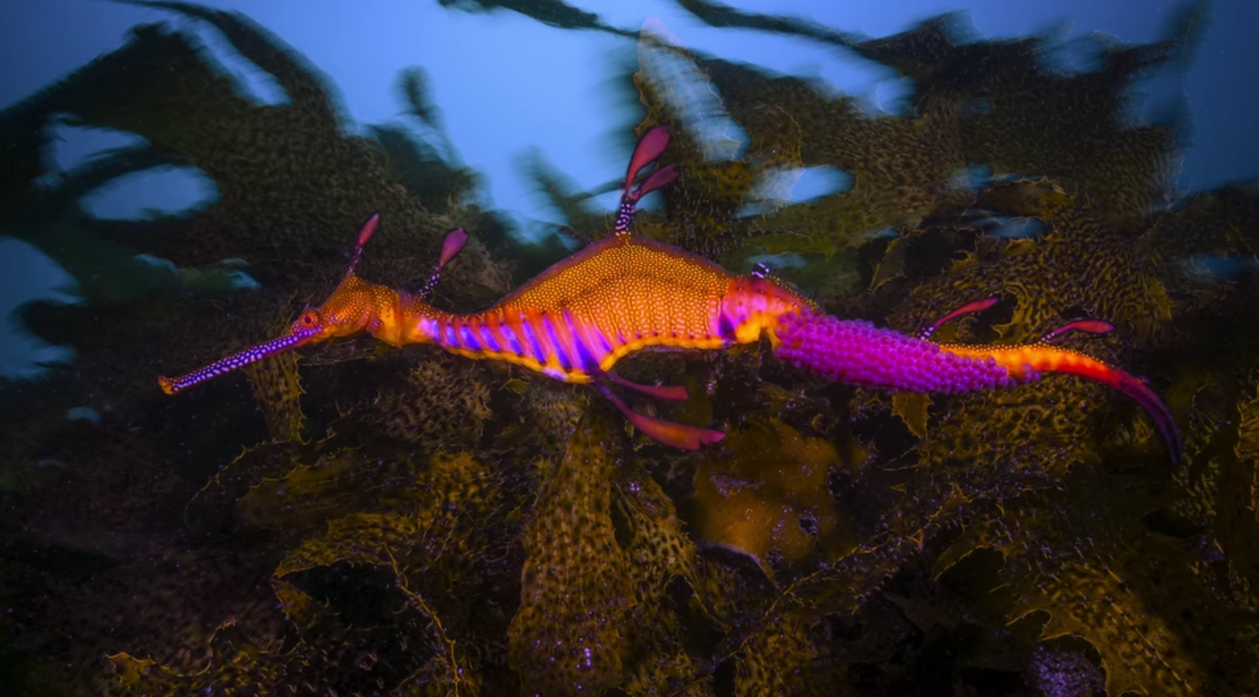 a wild weedy seadragon, a near-threatened species responding to the effect of climate change on the ocean.