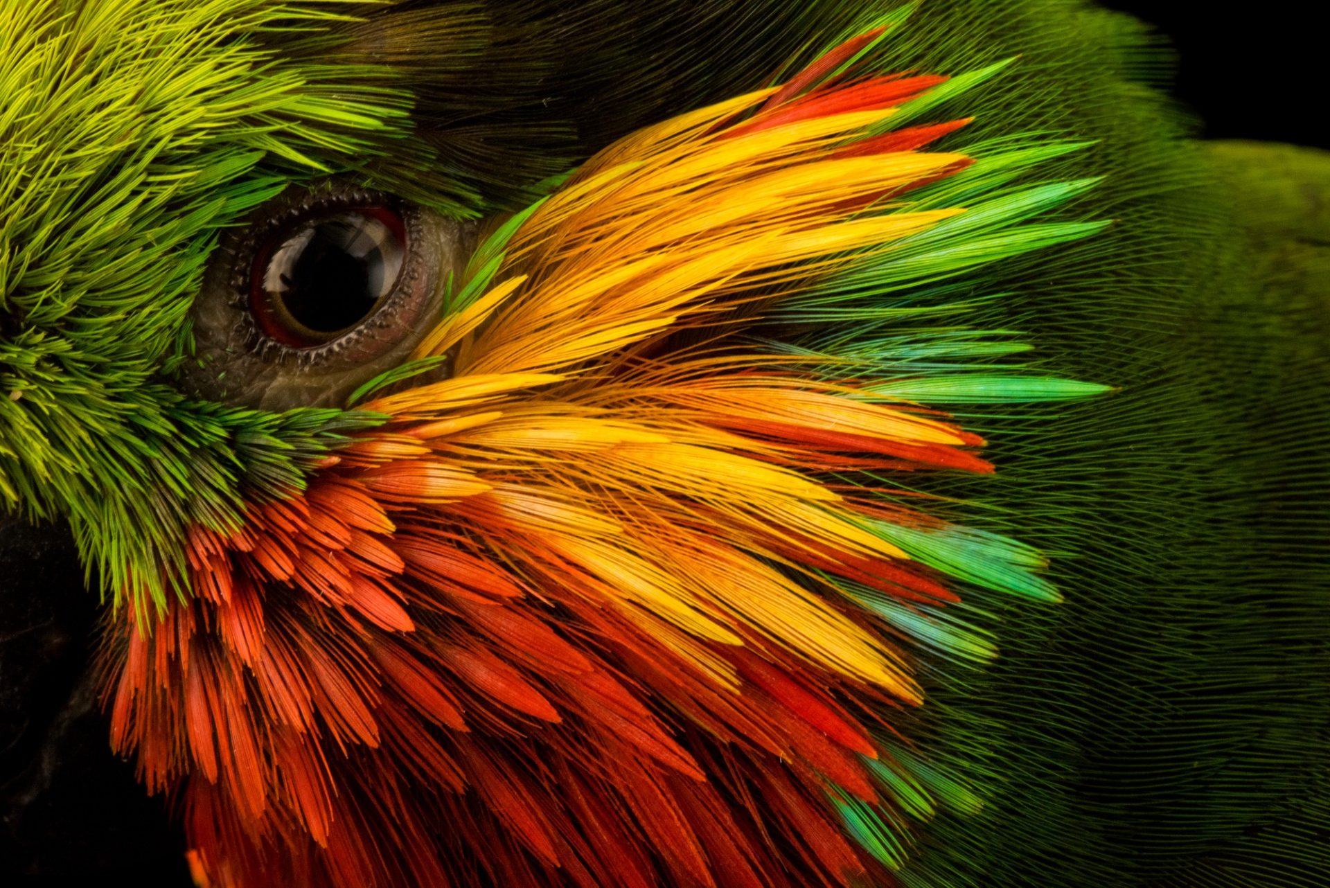 A fig parrot close up