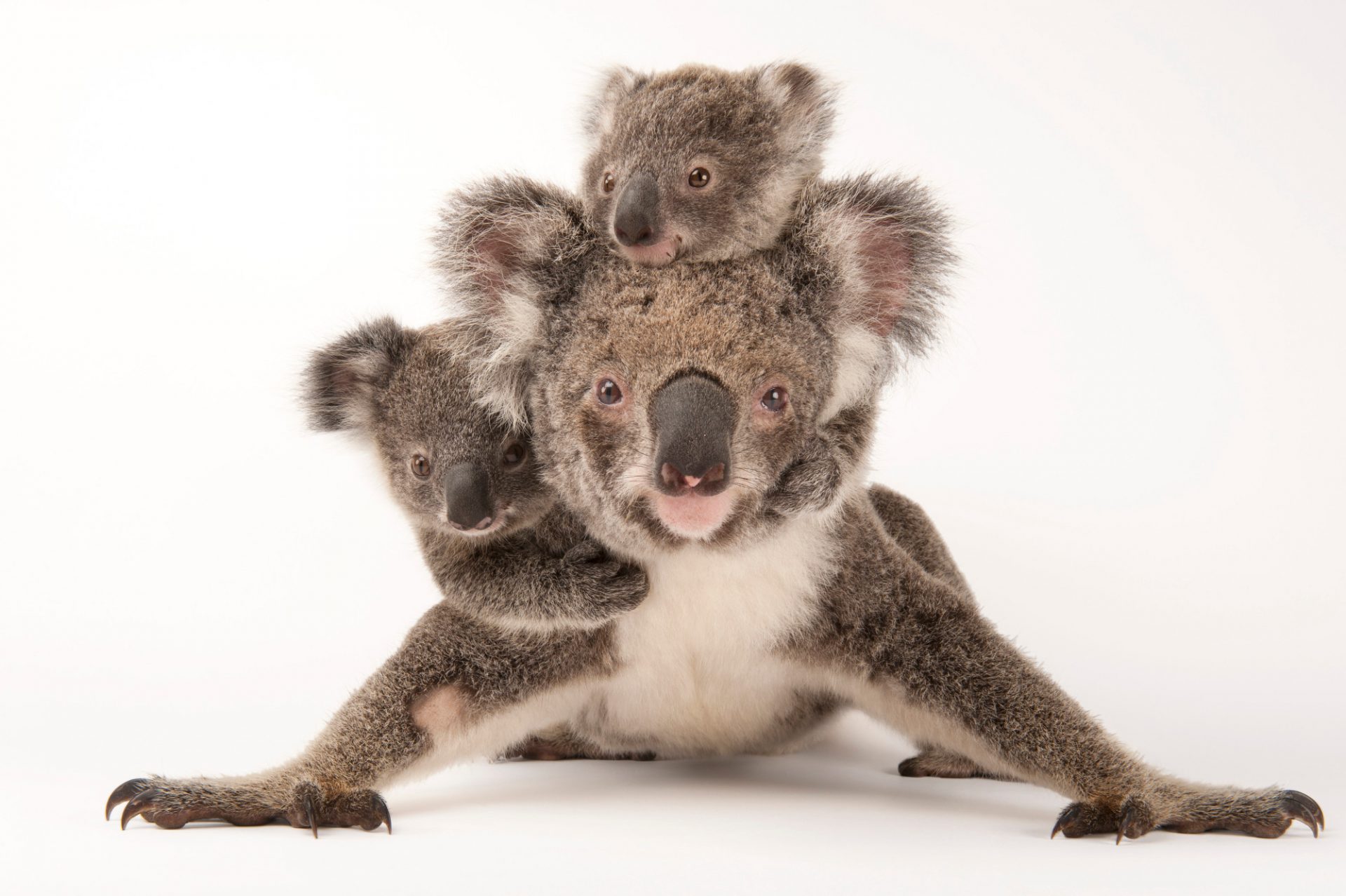 A family of koalas